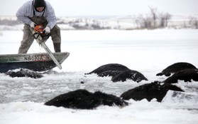 Trời quá lạnh khiến hồ đóng băng nhấn chìm 100 con bò
