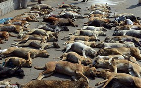 Hàng trăm con chó bị giết, phơi xác trên đường ở Pakistan