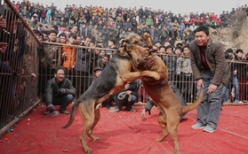 Cảnh chọi chó khốc liệt trong lễ hội đầu năm ở Trung Quốc