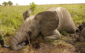 Chùm ảnh: Thảm thương cảnh voi chết nằm la liệt vì bị bắn giết lấy ngà