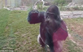 Video khỉ đột lao tới tấn công cô bé đang hồn nhiên vỗ ngực hút 7 triệu lượt xem