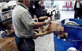 Mexico: Phạt đóng cửa 6 nhà hàng "treo đầu lợn bán thịt chó"