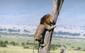 Hình ảnh gây sốt: Sư tử nhảy tót lên cây để trốn đàn trâu rừng