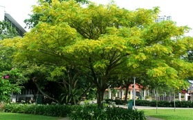 5 loài cây tạo nên "quốc đảo xanh" Singapore
