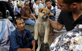 Gương mặt đáng thương của những chú chó mèo trong lễ hội thịt chó lớn nhất Trung Quốc