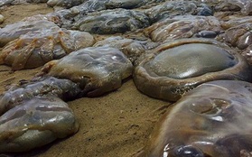 Quái vật sứa khổng lồ ồ ạt tấn công bờ biển Anh