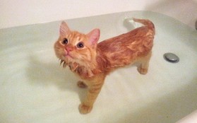 Chân dung 17 chú mèo đáng yêu thích chuyện tắm gội