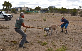 Hy hữu cảnh kangaroo bị kẹt đầu vào thùng nước