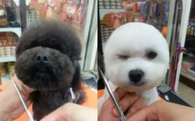Ngộ nghĩnh với trào lưu...chó mặt vuông, đầu tròn xuất hiện ở Đài Loan