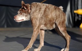 Chó gù xấu lạ đạt giải vô địch cuộc thi chó xấu nhất thế giới