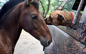 Chào đón năm mới với 15 nụ hôn dễ thương của các loài động vật