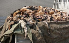 Trung Quốc: Kinh hoàng lò giết mổ chó để sản xuất găng tay da 