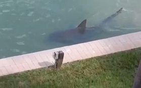 Mỹ: Shock với video cá mập bơi ngay cạnh nhà