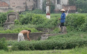 Người Hà Nội ăn rau trồng ngay trên mộ người chết