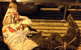 Chở cá sấu đi chữa bệnh bị rớt giữa phố Sài Gòn