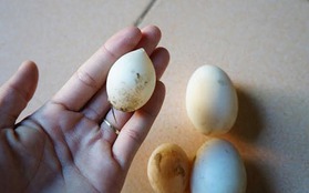 Xuất hiện trứng vịt méo mó, nhỏ bất thường
