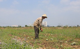Người trồng dưa ở Sài Gòn mất tết