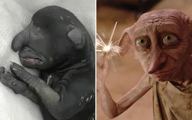 Lạ nhất tuần qua: Chú chó dị dạng giống yêu tinh Dobby trong Harry Potter
