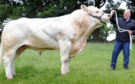 Siêu bò khổng lồ nặng 2 tấn, cao hơn 2m