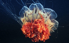 Dừng hình trước khoảnh khắc đẹp kỳ ảo của sứa biển