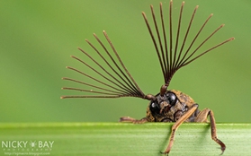 Bộ ảnh macro về côn trùng "đẹp lạ" tới đứng hình