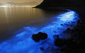 Bờ biển Hồng Kông đẹp kỳ ảo với những đợt sóng phát quang