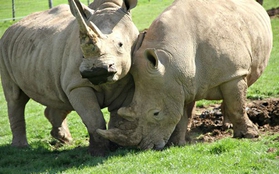 Cặp đôi tê giác được uống tình dược để kích thích... "sinh em bé"