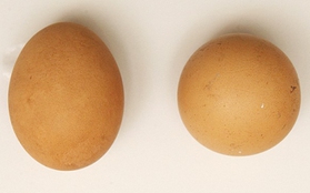 Quả trứng tròn xoe "tỷ quả có một" được bán với giá 15,7 triệu đồng