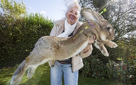 Chú thỏ khổng lồ mới ở tuổi nhi đồng nhưng đã dài hơn 1,1m