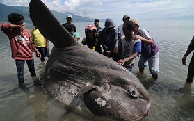 "Quái vật" cá mặt trăng khổng lồ dạng hiếm nặng tới 1,5 tấn trôi dạt vào bờ biển Indonesia