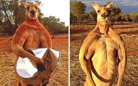 Võ sĩ kangaroo khổng lồ cao 2m có sở thích bóp bẹp xô sắt để... tiêu khiển