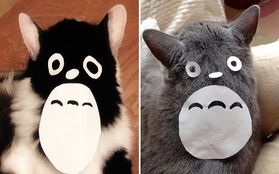Hài hước với trào lưu hóa trang Totoro... trên lưng mèo
