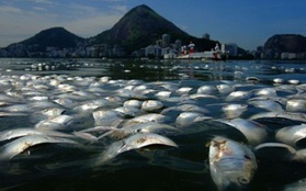 65 tấn cá chết nổi đầy hồ 