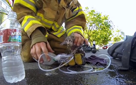 Clip giải cứu mèo trong đám cháy rung động hàng triệu trái tim