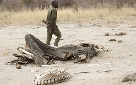 Thảm cảnh 300 voi rừng chết vì trúng bả của thợ săn 