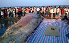 Người dân Thanh Hóa tổ chức lễ tang cho cá voi khổng lồ