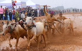 Hàng nghìn người Hà Nội hò reo cổ vũ đua bò