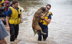 Hình ảnh lính cứu hỏa cứu chú chó khỏi dòng nước lũ gây xúc động