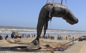 Vật vã vận chuyển xác cá voi nặng 25 tấn về nơi chôn cất