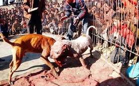 Rùng mình chứng kiến cảnh chọi chó đẫm máu tại Trung Quốc