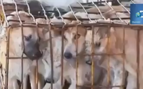 Cận cảnh trại nuôi chó lấy thịt tàn bạo ở Việt Nam gây phẫn nộ