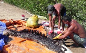 Phát hiện xác cá ông 1,5 tấn trên biển Bạc Liêu
