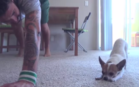 Clip Chihuahua tập Yoga cùng chủ siêu đáng yêu hút hàng chục ngàn lượt share FB