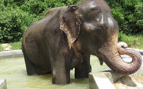 Cuộc sống mới của chú voi già được thả tự do sau 50 năm xiềng xích