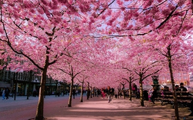 Môi xinh đúng chất Sakura