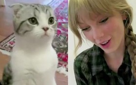 Taylor Swift nói chuyện với mèo để vận động fan vote cho mình