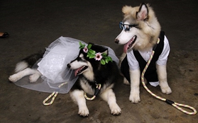 Lễ kết hôn của 2 chú chó Alaska trước sự chứng kiến của hơn 100 vị khách mời