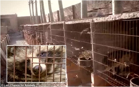 Trung Quốc: Rợn người cảnh nuôi gấu chó để lột da làm áo khoác