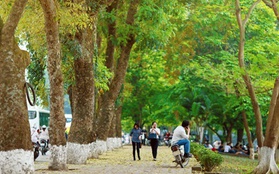 Những con đường trải đầy lá vàng tại Hà Nội lãng mạn như phim Hàn