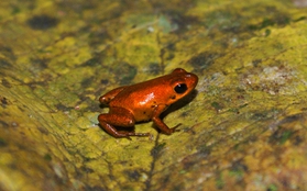 Phát hiện loài ếch "bé hạt tiêu" đỏ rực có nọc độc